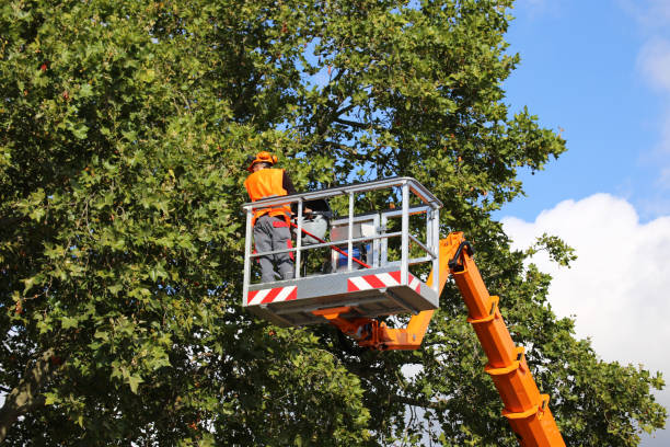 Avalon, PA Tree Removal and Landscaping Services Company